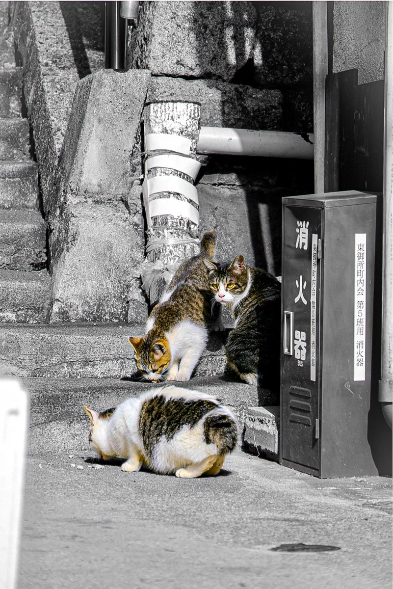 mocking_pot's tweet image. #写真好きな人と繋がりたい 
#selectivecolor 
#尾道 #猫