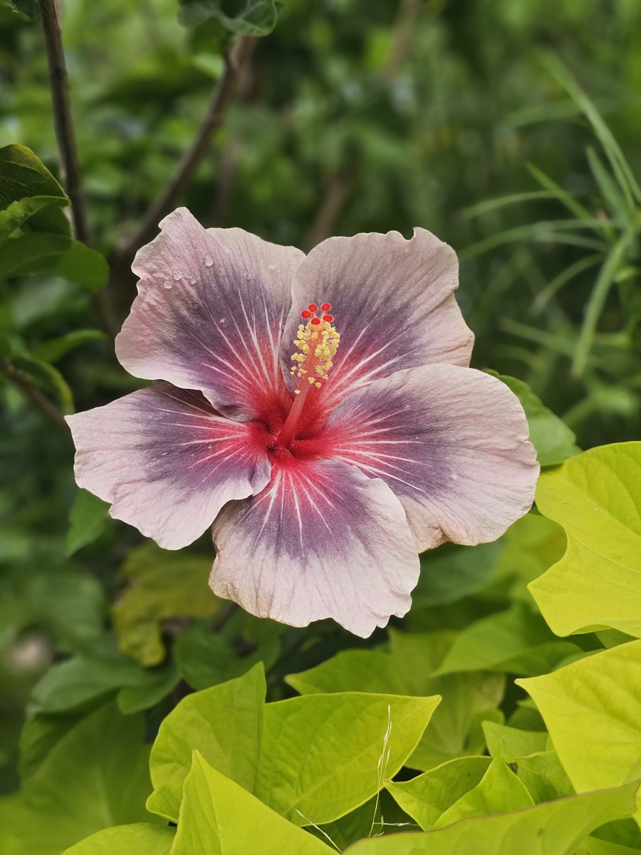 kstylesphotos's tweet photo. Took these at Como Zoo today. Had flashbacks of going there on the bus tour with Rob and Matt back in April at #SPNMinn. Missing my #SPNFamily today....
#flowersofinstagram #ComoZoo https://t.co/Hcf7rEUyoY