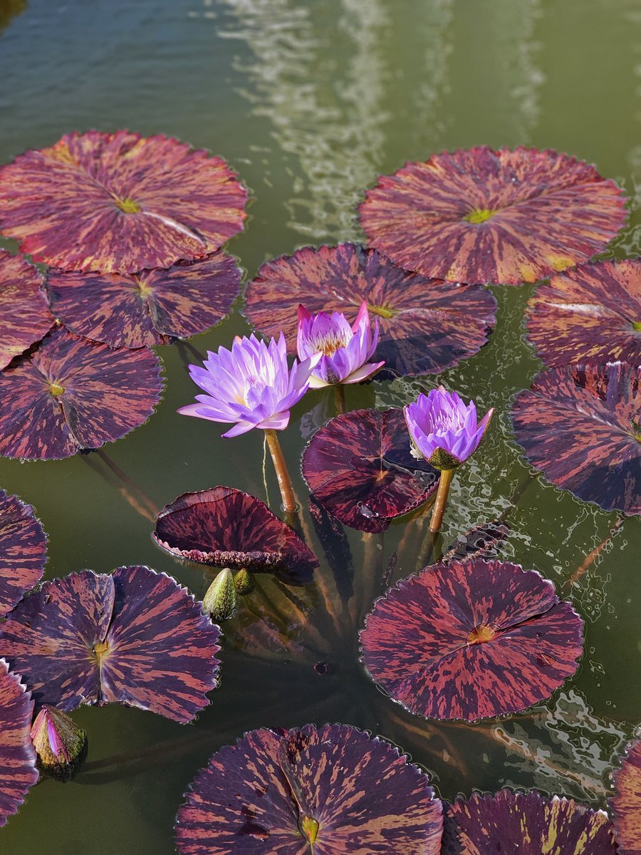 kstylesphotos's tweet photo. Took these at Como Zoo today. Had flashbacks of going there on the bus tour with Rob and Matt back in April at #SPNMinn. Missing my #SPNFamily today....
#flowersofinstagram #ComoZoo https://t.co/Hcf7rEUyoY