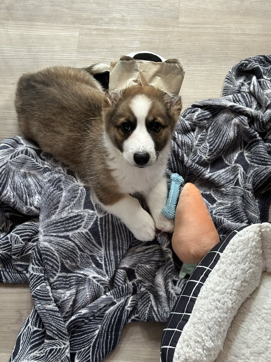 Reason #72932 why I haven’t made a universal bio #ooc