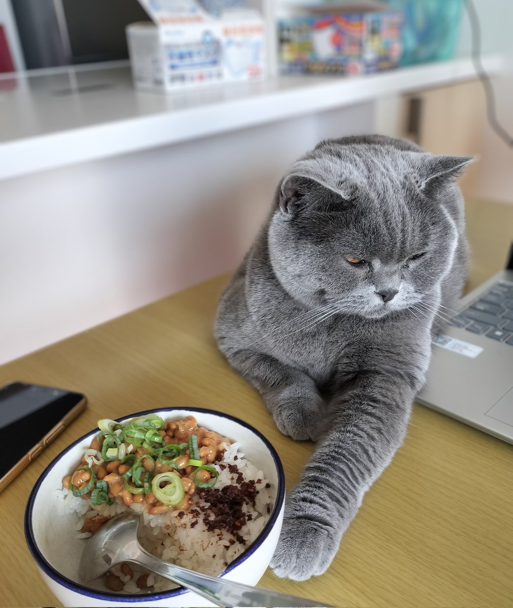 納豆臭いの嫌にゃ〜😿
みたいな顔して隙あらば手を突っ込む気満々の猫さん。
#猫 #ブリティッシュショートヘア