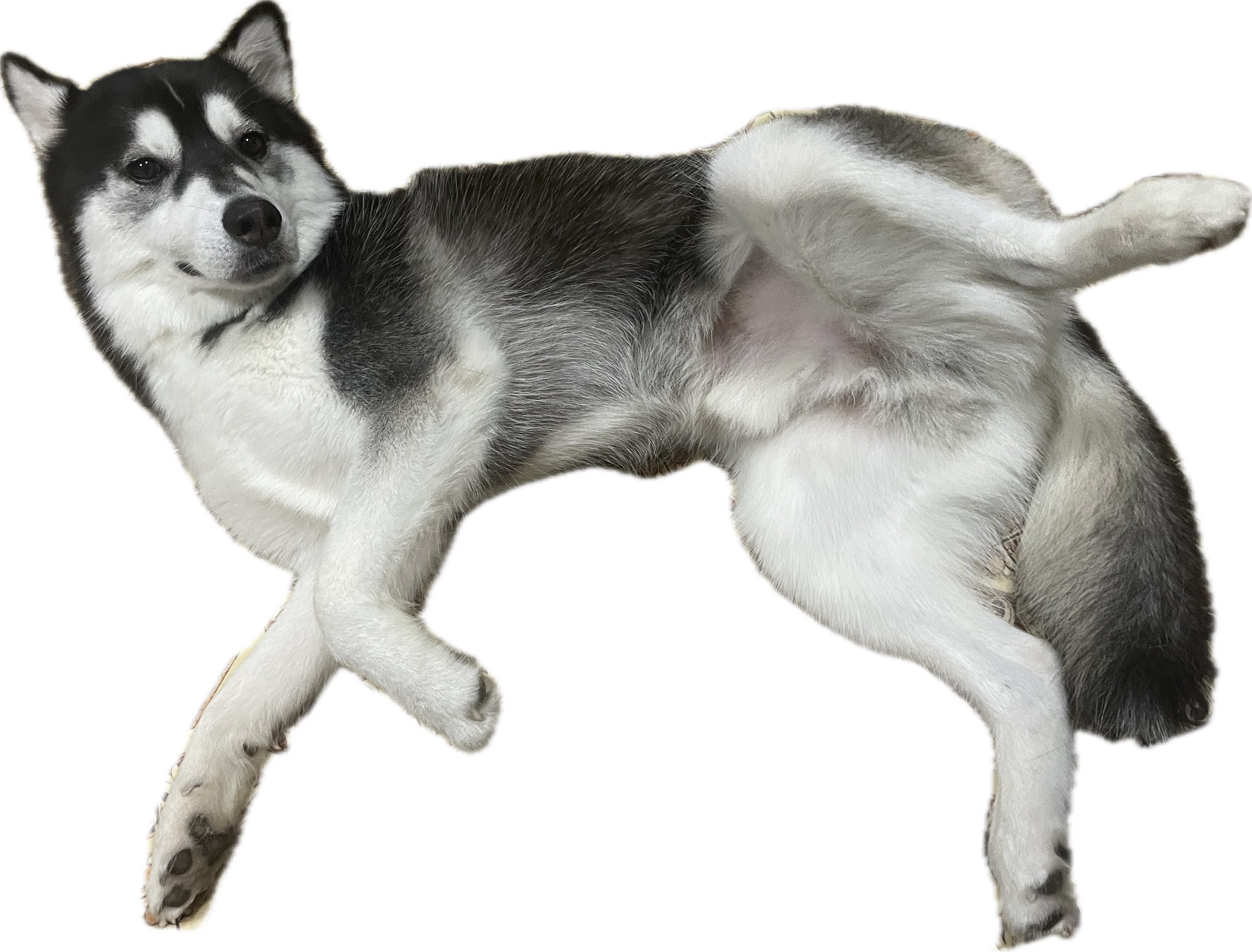 【ザビちゃん】【原画肉筆】ワンちゃん・ハスキー ザビちゃん】【原画肉筆】ワンちゃん・ハスキー ザビちゃん