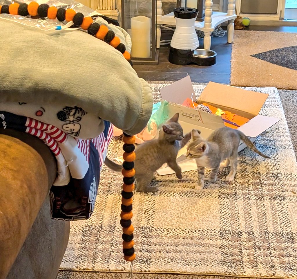 Foster kitties Shadow and Luna exploring/fighting over our care package from <a href="/MissLilyDoodle/">Lily Doodle 🌈 Po & Elphaba 🐈🐈‍⬛</a> 🤗🤗