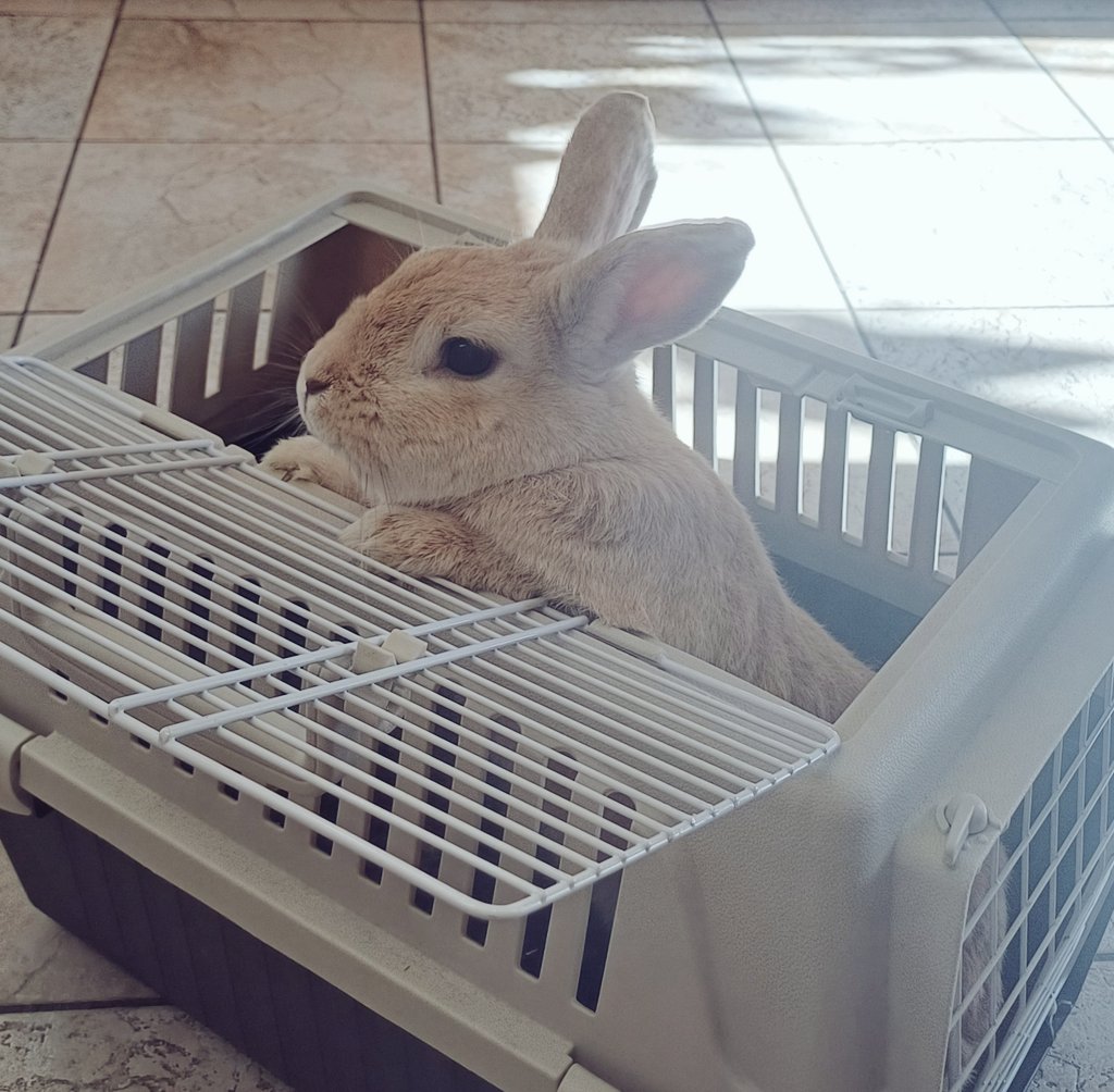 Doc_Natacha's tweet image. Curieux. 🥰 (Starring : le beau Junior alias Juju, 8 ans, examine son environnement. 🐰) #patientdujour #bis