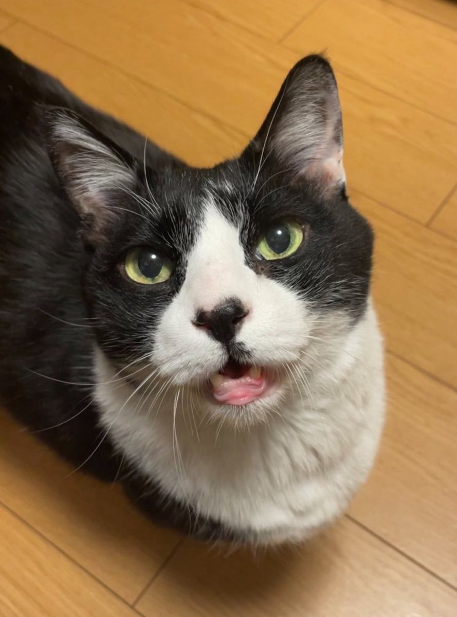 🌈🐈‍⬛ nae Ⅲ 🐈‍⬛🌈 (@_____nae_____) / Posts / X