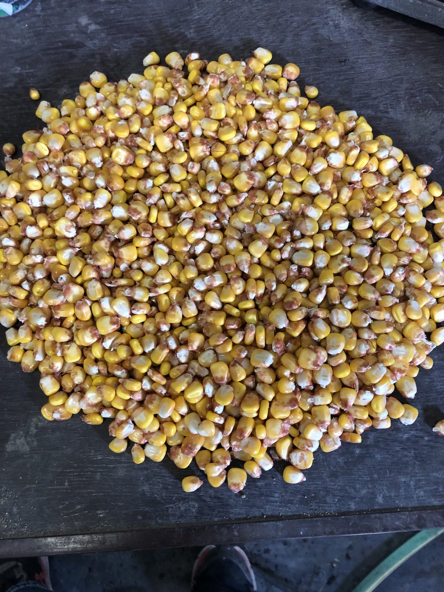 Gentlemen……. Start your engines!  Not far off.  78 day testing 33% on hand pick. Yields will be good