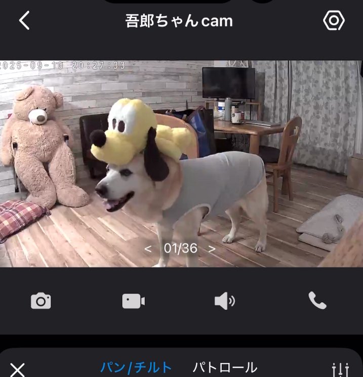 __kho_u's tweet image. 実家のペットカメラ見たら、犬のうえに犬乗せられてた