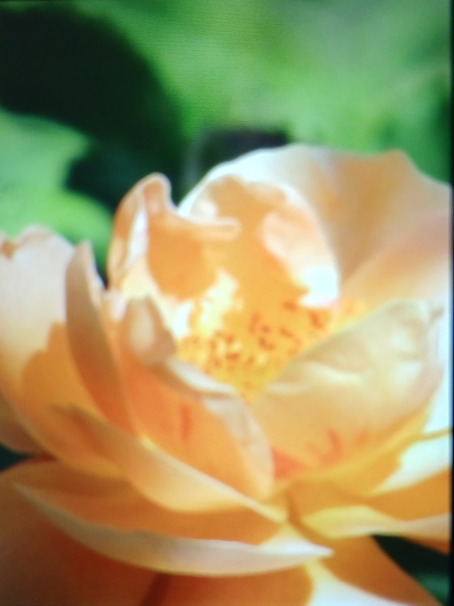 Rachel Hayward (@ralrachel) on Twitter photo 