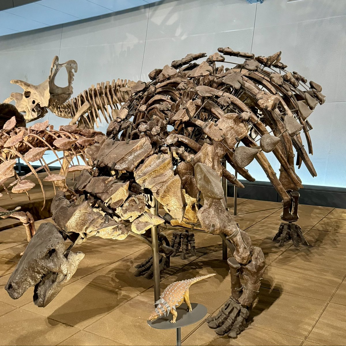 curioushino's tweet image. Denversaurus @FukuiDinosaurs 

 #FossilFriday #金曜日だから化石貼る