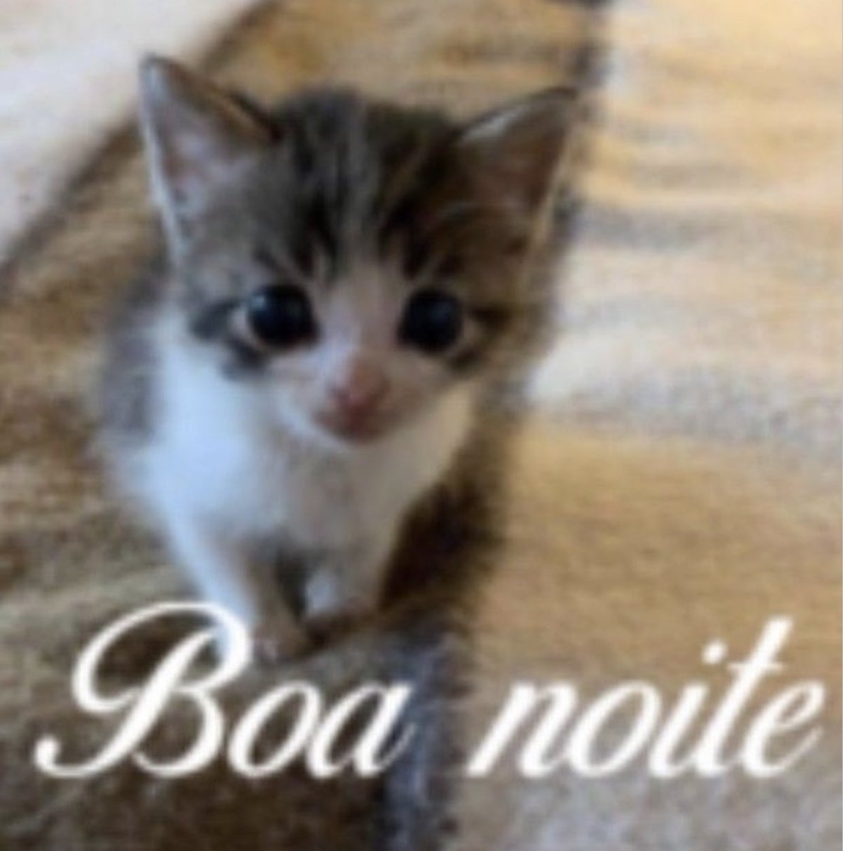 oo0daniel's tweet photo. boa noite https://t.co/HY2tYLmVom