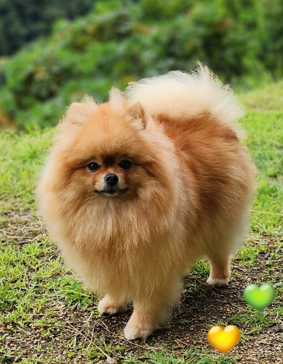 nanameneri's tweet image. いつもの食いしん坊アンに戻ったよ💕🐶
　　　　　　#ポメチー　#pomchi
　　　　　　#ポメチワ　#チワポメ
　　　　　　#ハートアクション