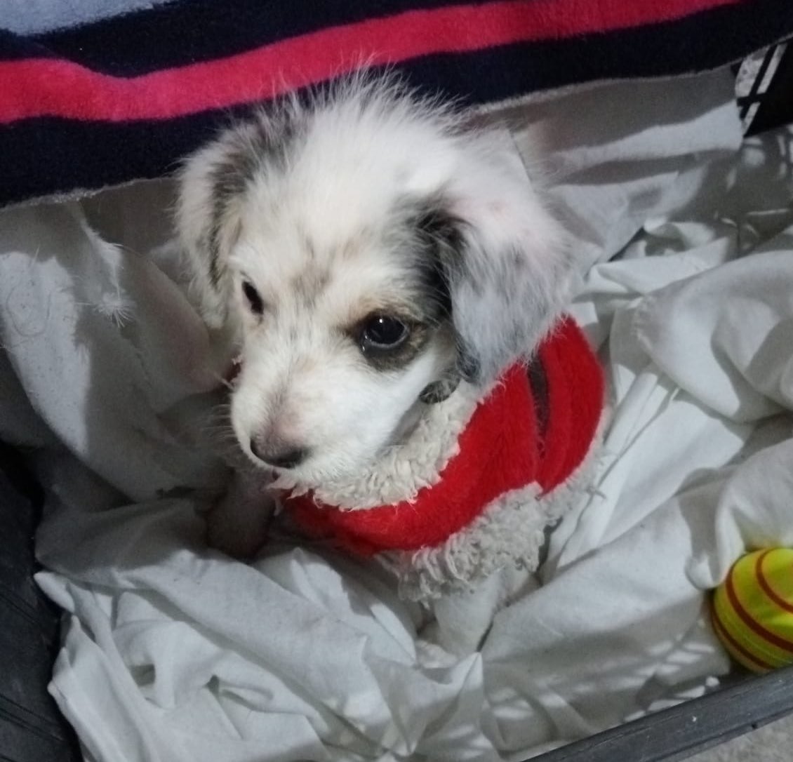 Amigos,

Esta cachorrilla está en adopción 🐾
Nos ayudarían a difundir?

Si están interesados manden mensaje directo 💜🩵🐾✨
