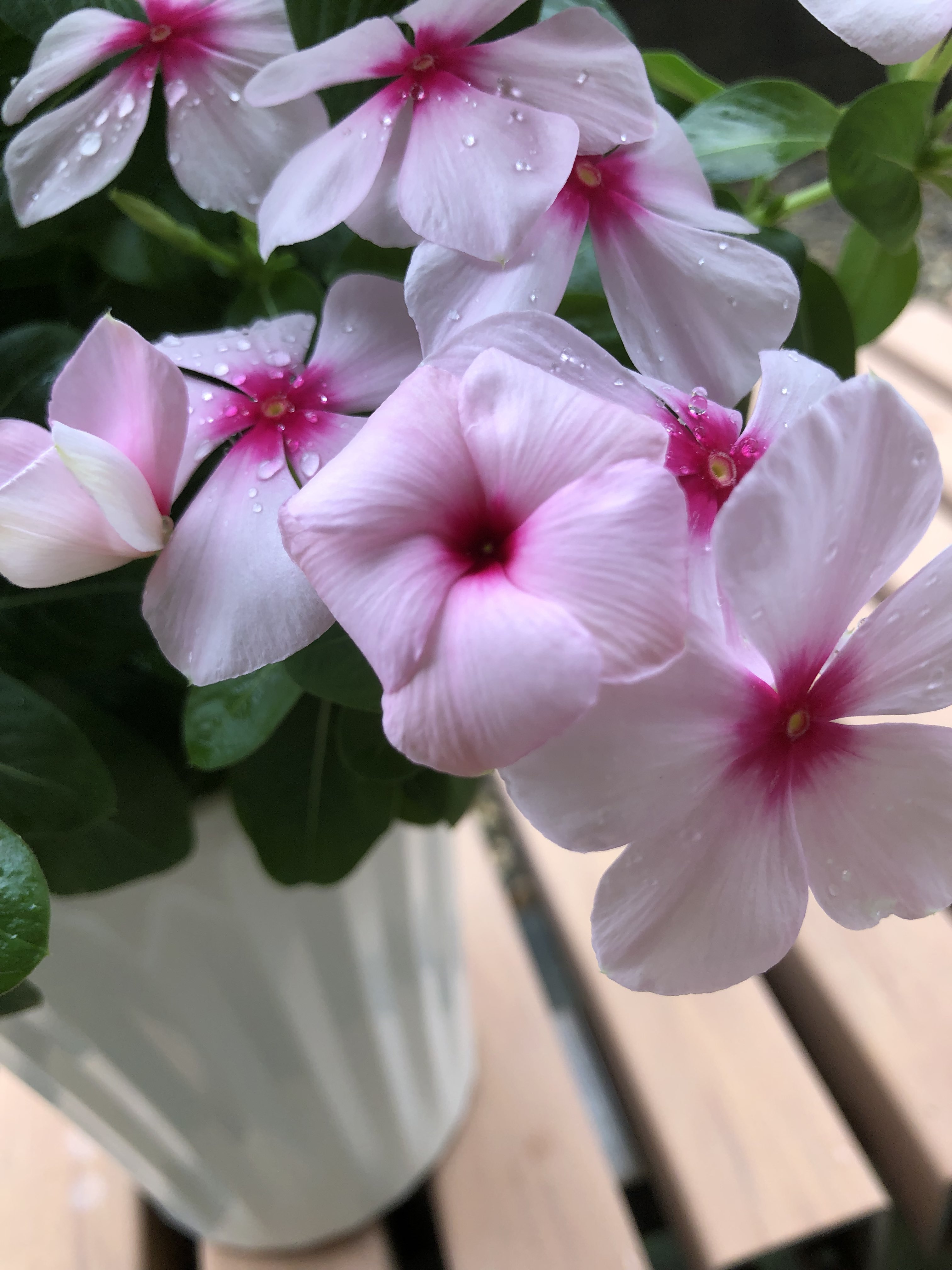 草壁 もみじ on X: 