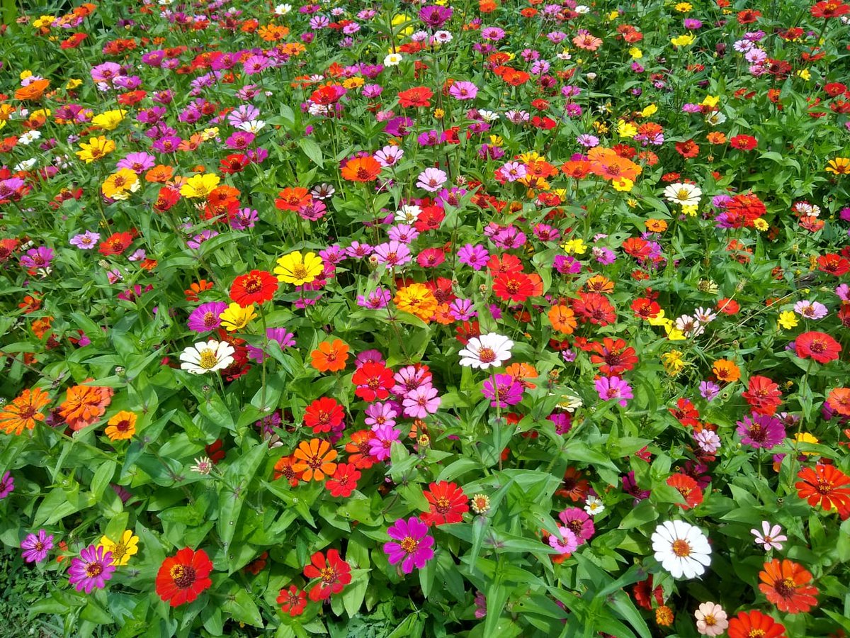 4.50 p.m. Vereda Estrella Nueva, #Jericó, Antioquia. Las campesinas de Jericó cultivan con esmero su jardín, semejante belleza es incompatible con la minería metálica. #FueraAngloGold