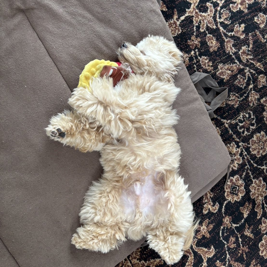 hao__628's tweet photo. ぬいぐるみといっしょに寝るのが大好き🧸🤍

 #チワプー  #犬好きな人と繋がりたい https://t.co/uIgJU182na