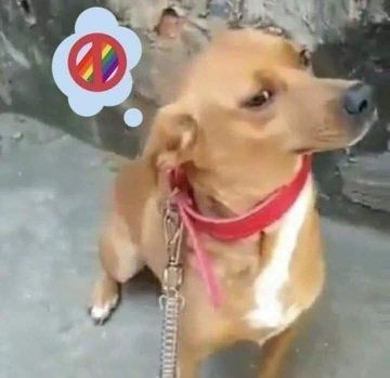 VidaDeTreinador's tweet photo. 🐶🏳️‍🌈🚫 https://t.co/x31B58gxxV