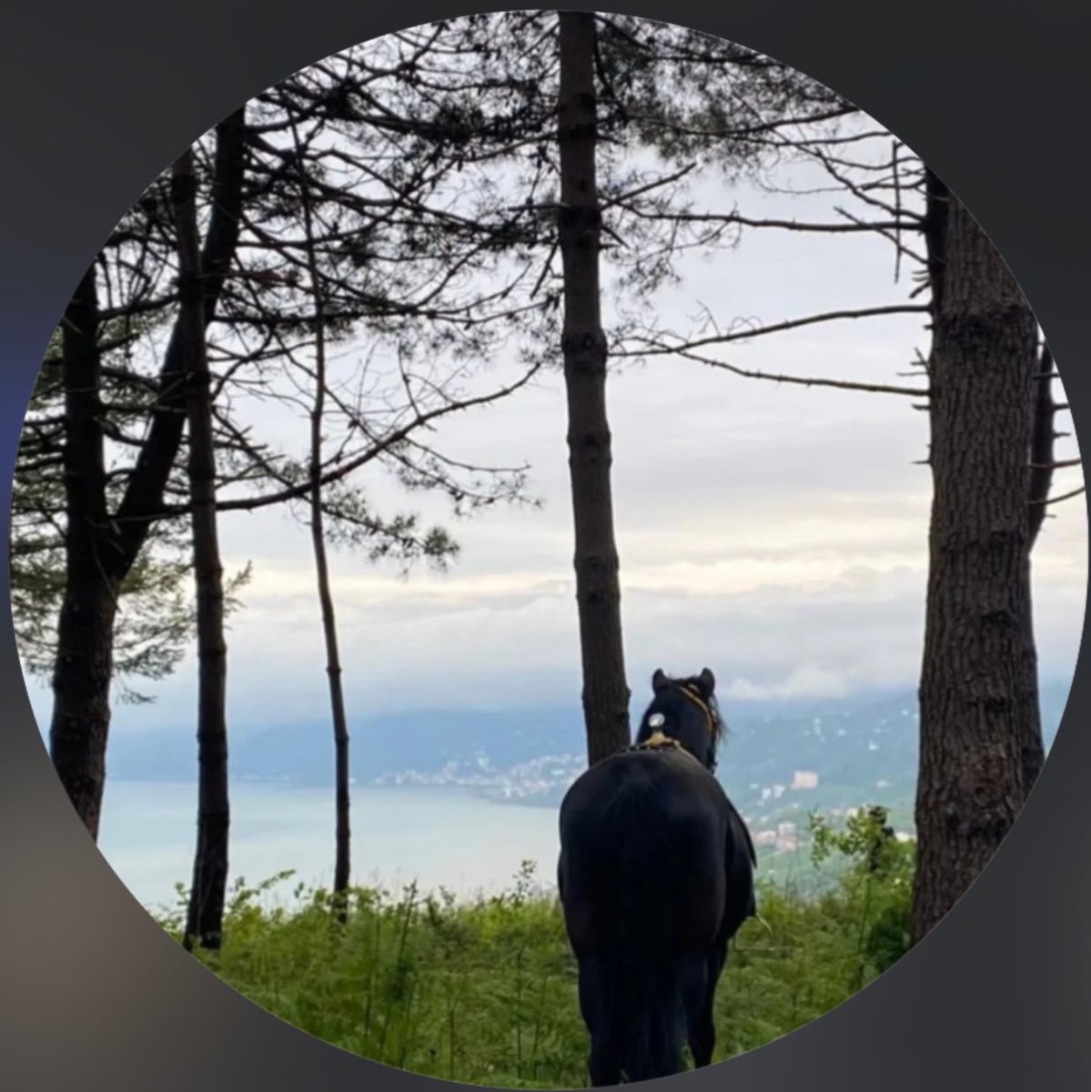 Araklıyı izleyen at fotoğrafı