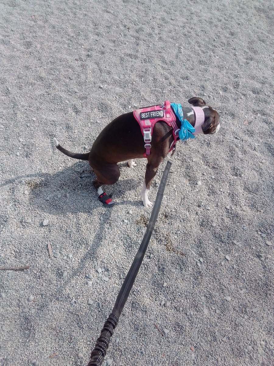 LebrockTony's tweet photo. Fri๐
๐๐๏ธScoping Out Pmail!๐๐๐พ๐๐๐๐๐๐พ๐๐
#dogpark #parkvibes #pmail
#dogswelove #dogwatching
#dogwalking #morningroutine
#morningnews #morningvibes
#MadamRiley https://t.co/0PnU31A7HH