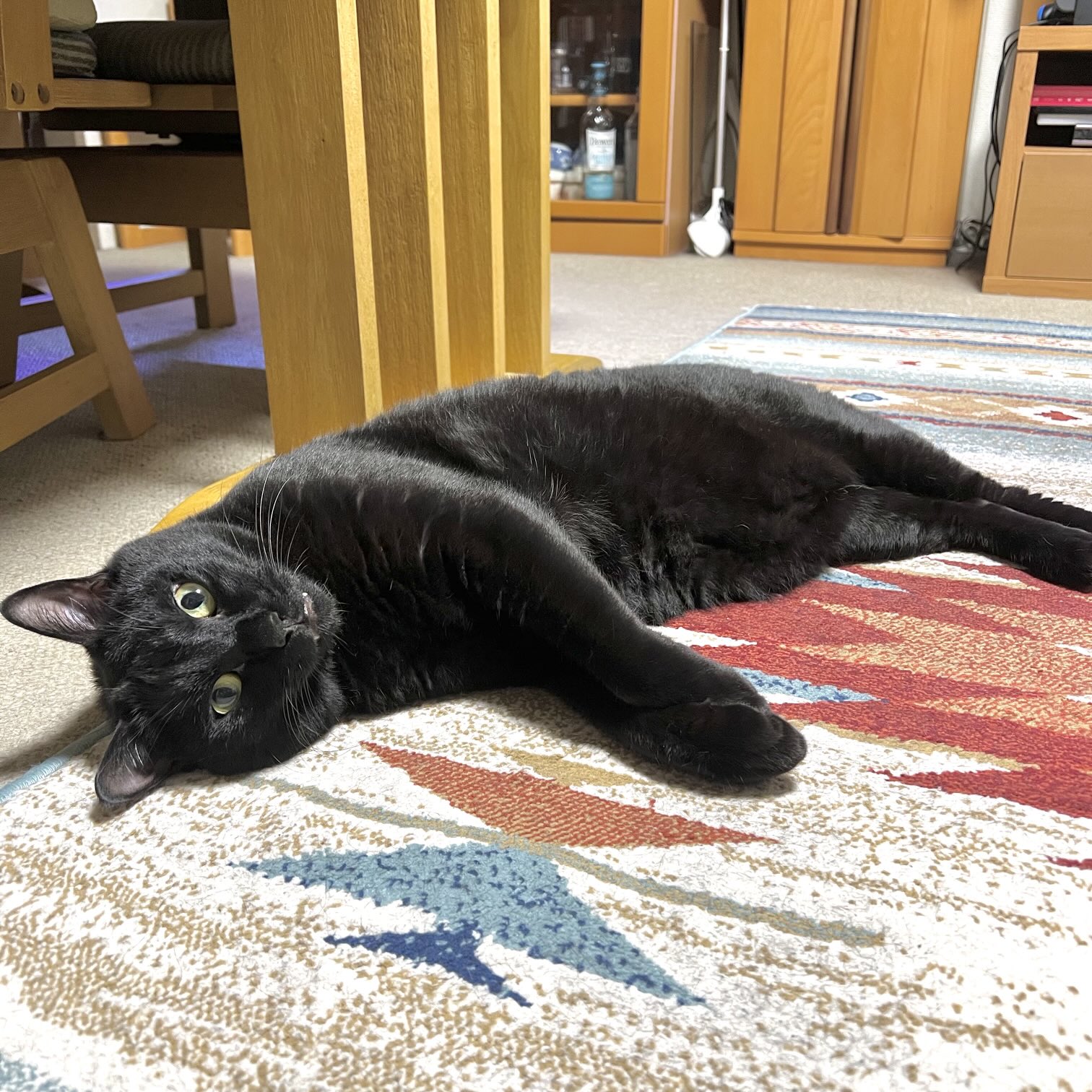 黒猫3 Black cat 黒猫 / ねこねこ ( 0_nlp )のクッション通販