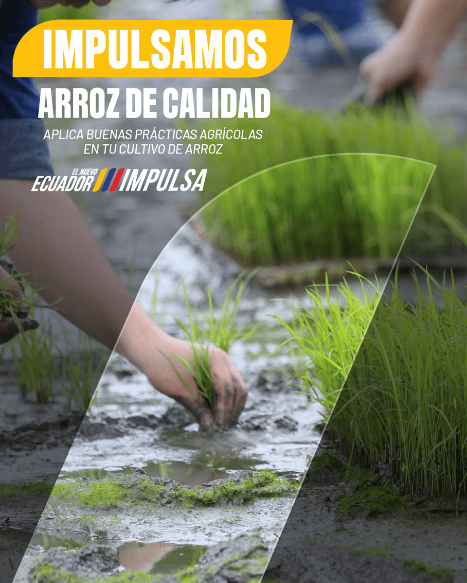 ✅Aplicar Buenas Prácticas Agrícolas en tu cultivo de arroz, es la base de una producción de calidad.

📝Con el uso de semillas certificadas, la rotación de cultivos y un manejo responsable de insumos, garantizamos cosechas sanas, productivas y seguras para todos.

#ArrozSano
