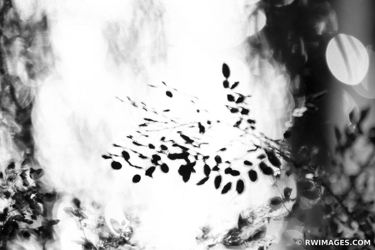 NATURE ABSTRACT PRAIRIE BLACK AND WHITE phot.dk/6gz/sZ