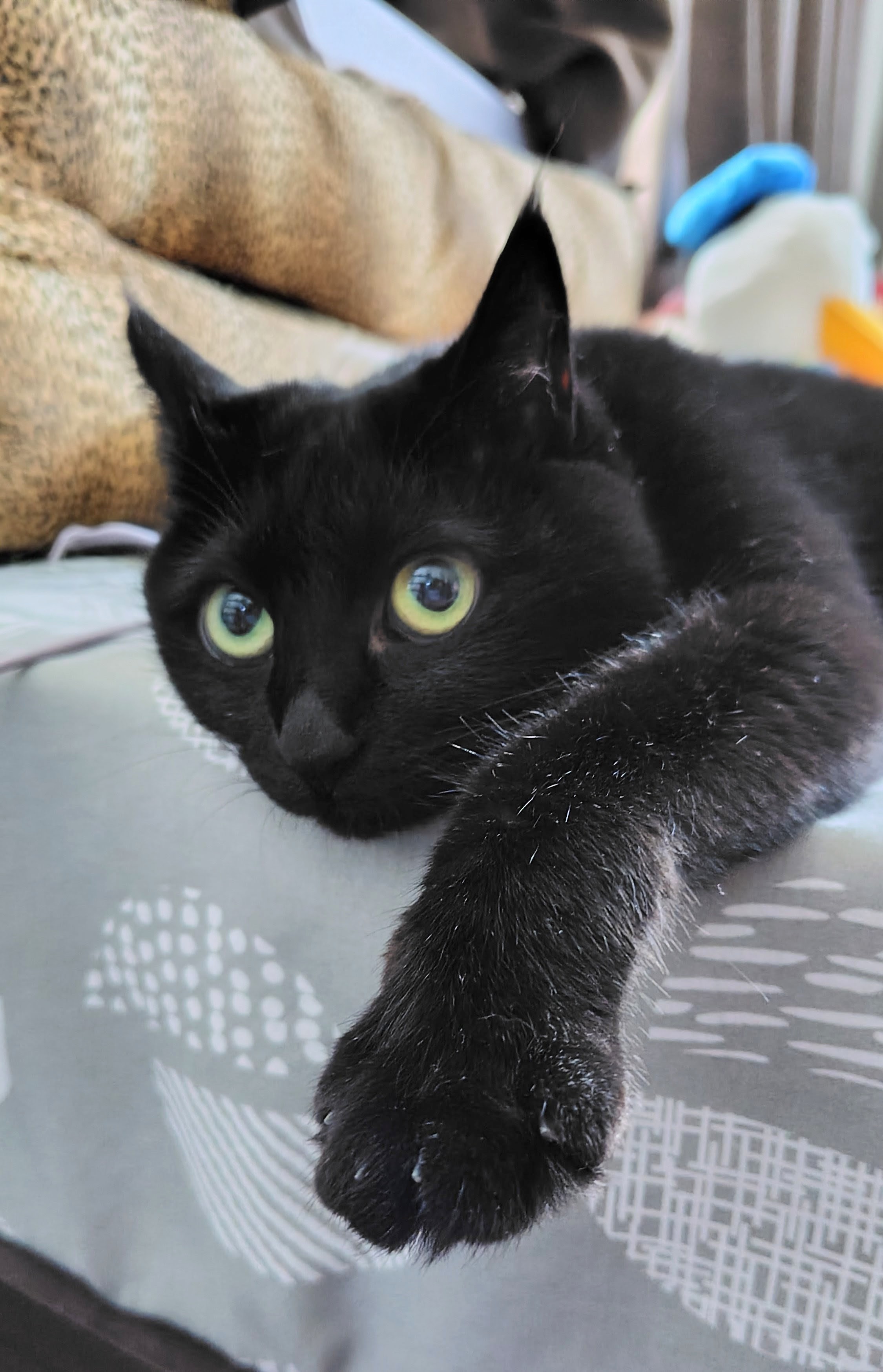 黒猫みんと 黒猫Lei 🌻白雉Mint】 (@lei.0807) • Instagram photos and videos