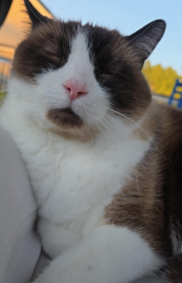 Sir Can Pirate tweet media