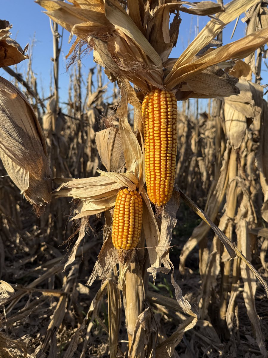 RUBISCO AGROPECUARIA SRL tweet media