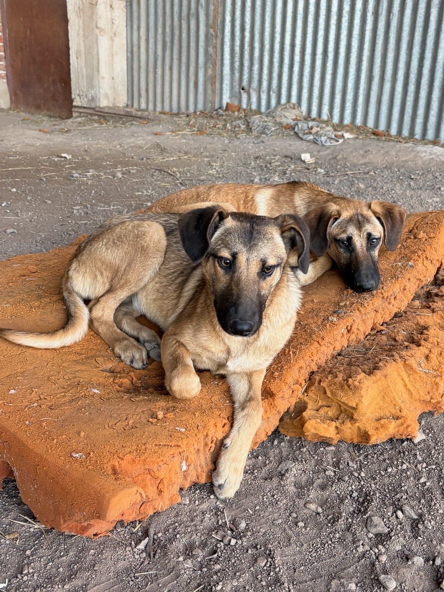 shirleygranau_'s tweet photo. NECESITAMOS TRÁNSITO O UN HOGAR PARA SIEMPRE ✨
Los cachorros ya pasaron por la vete 🐾
Fueron desparasitados
Tienen 8 meses y son de mamaño medianito 🥹
- van a quedar en ese tamaño, súper chiquitos
@aaguvolpato https://t.co/SAmpXivDtT