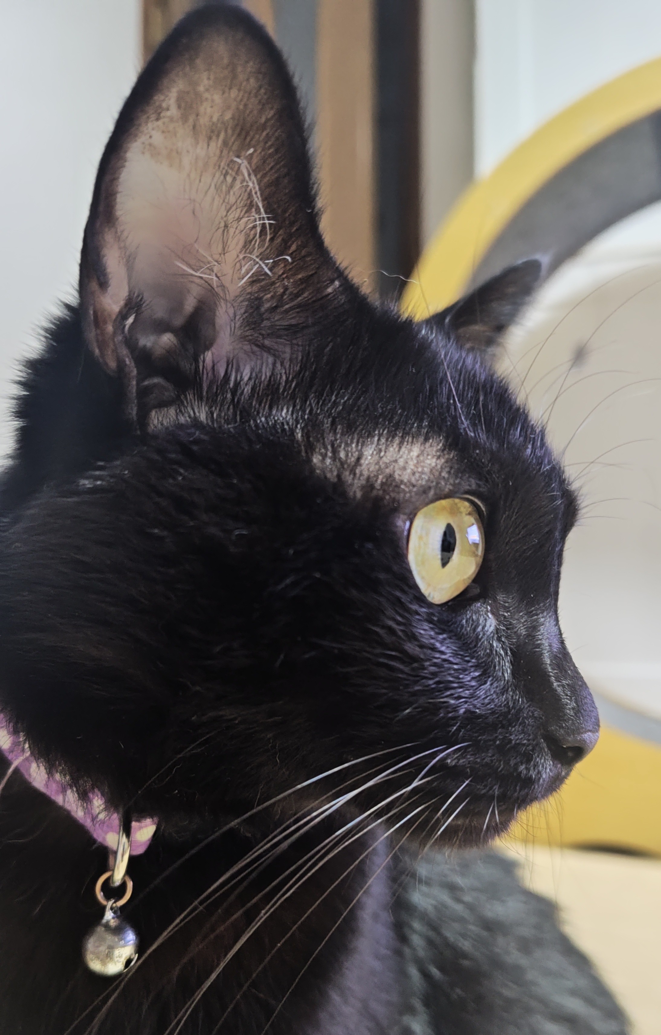 黒猫様 リクエスト まとめ買いページ 黒猫様 リクエスト 3点 まとめ商品