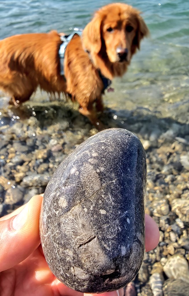 Taylor__Merritt's tweet image. #FossilFriday
Cladopora (asparagus looking things)