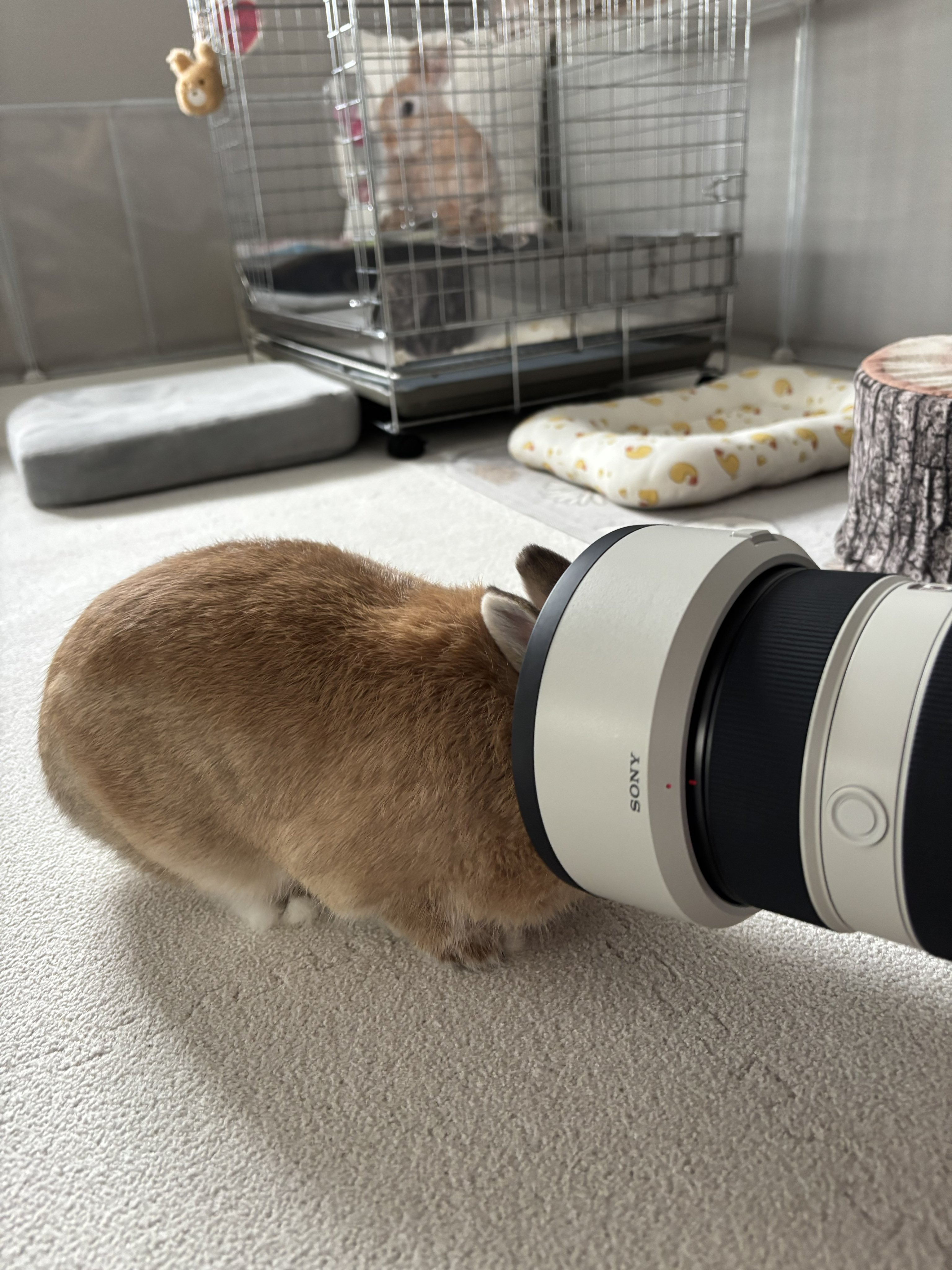 うさぎのうに🐰 on X: 