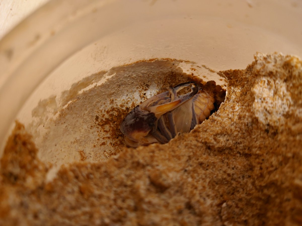 ギラファがもう少しで生まれます！
完品でありますよーに🙇