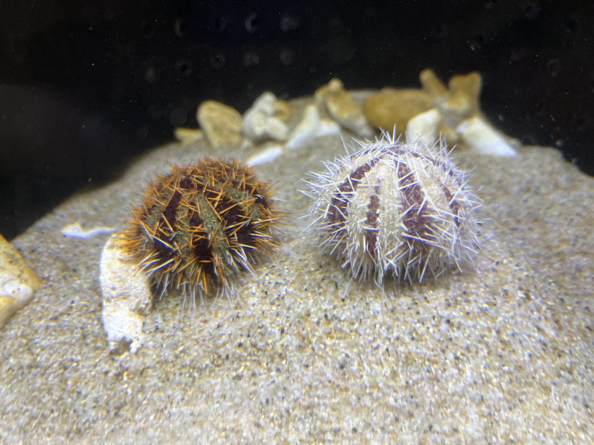 もぐらんぴあ水族館（久慈地下水族科学館） on X: 