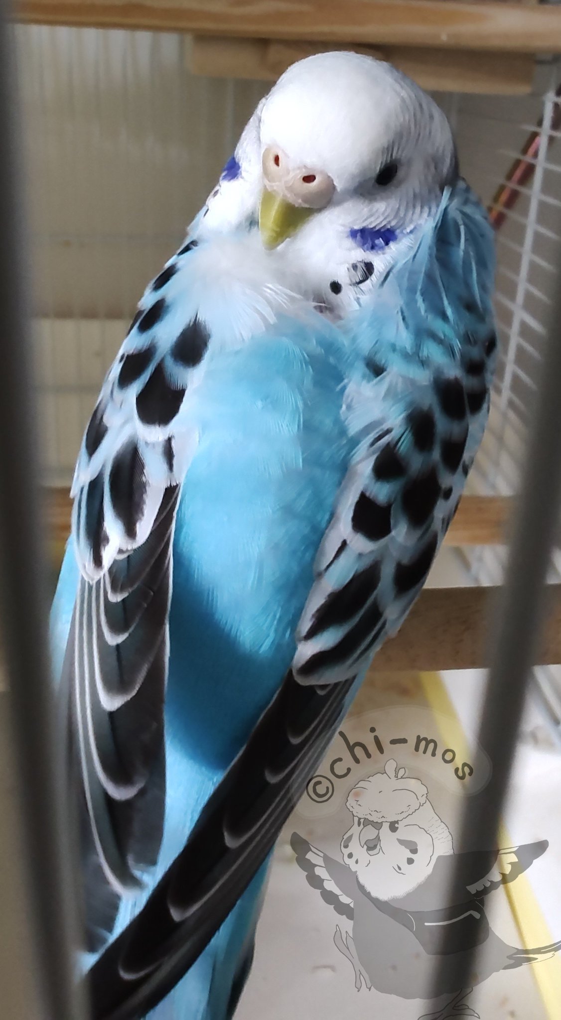 chi-mos on X: 
