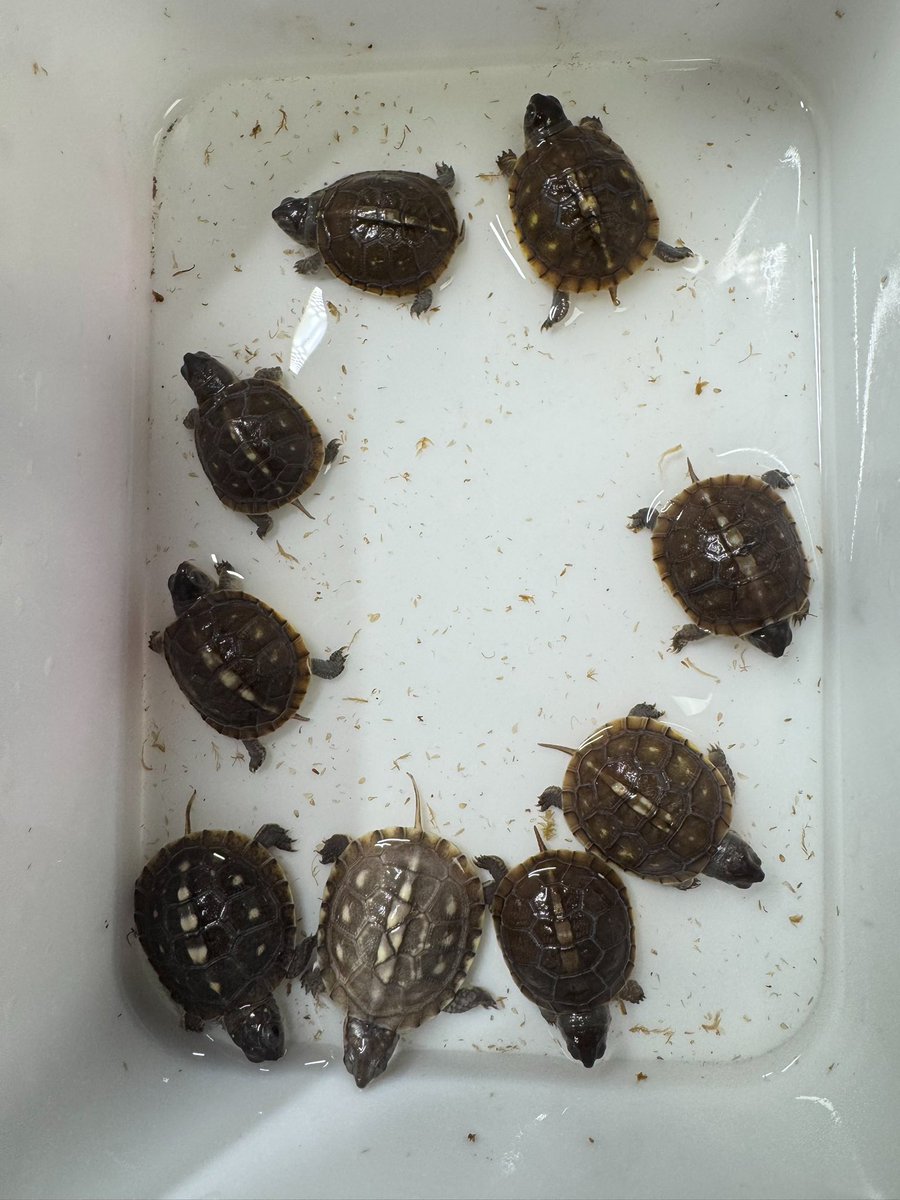 takibicamp's tweet image. The baby American box turtles have hatched.
#kyushu
#boxturtle 
#ミツユビハコガメ
#ガルフコーストハコガメ
#japan
#亀好き
