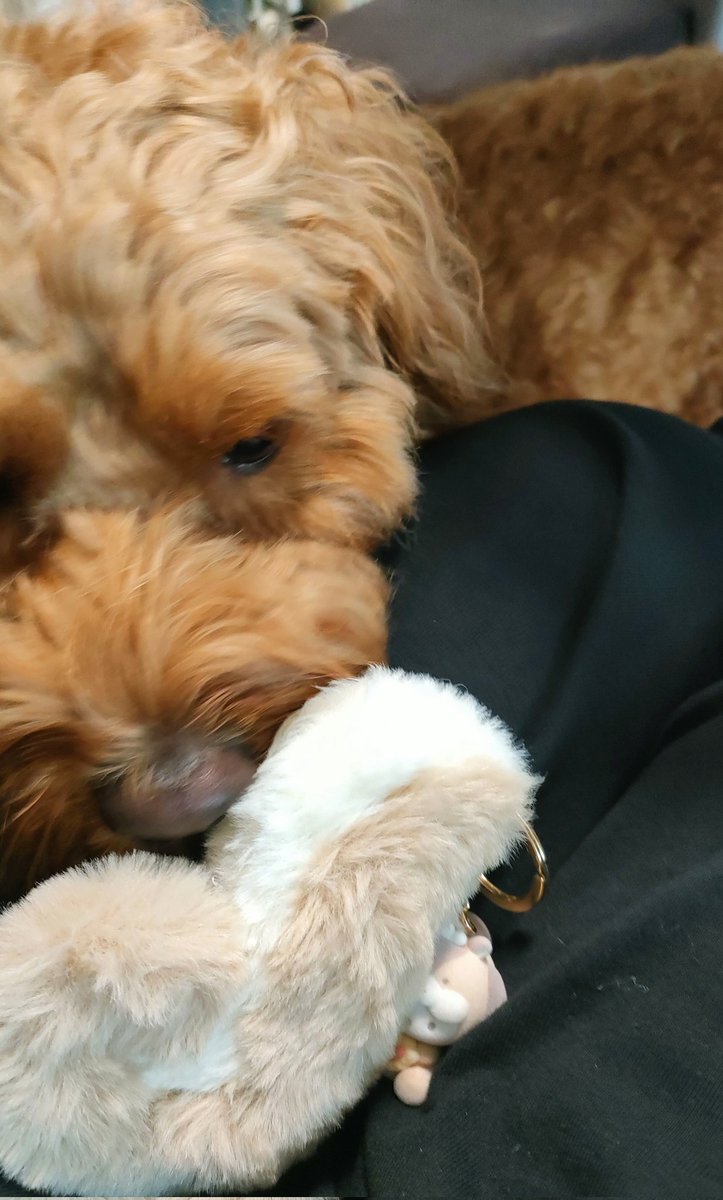 Waffle_Cockapoo's tweet image. ポチャッコの可愛いチャームを買ったので撮影しようとしたら、ワッフルが興味津々。
犬ってふわふわのもの好きですよね😅
かじられないように守りつつ撮影したら、欲しくてしょうがない犬の顔が可愛すぎた🤭
#コッカプー
#犬のいる暮らし 
#犬好きさんと繋がりたい