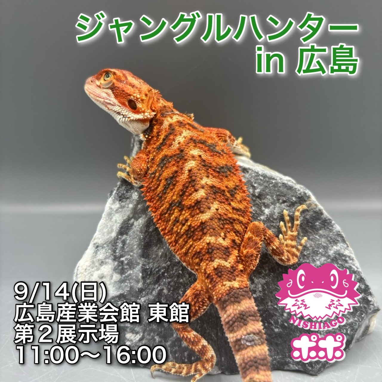 爬虫類　フトアゴヒゲトカゲ　ポポのゲージ　爬虫類ゲージ　お値下相談可 爬虫類 フトアゴヒゲトカゲ ポポのゲージ 爬虫類ゲージ お値下