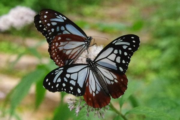 今年のアサギマダラの活動はひとまず終わりました。