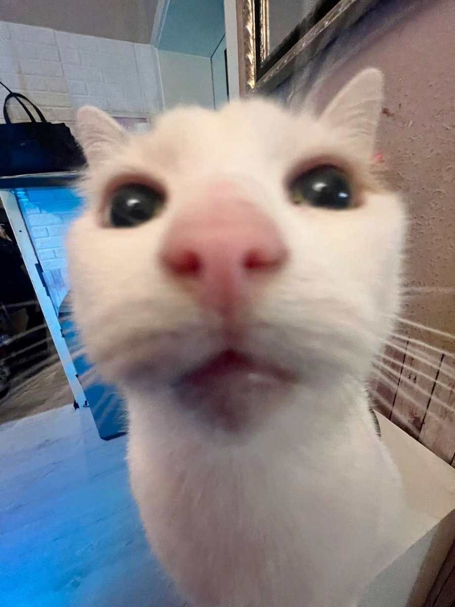 ╱╱

boy why you so kitty