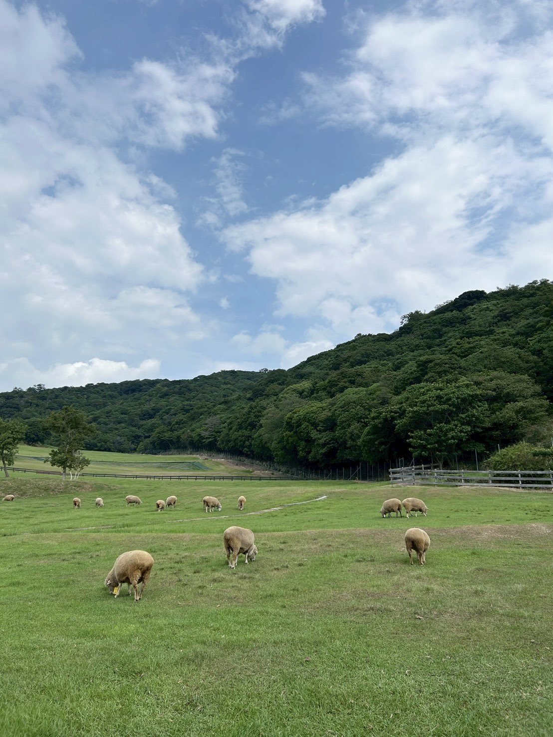 ひつじ雲Ꮚ・ェ・Ꮚ 2025/6/20 西ふ頭にYT-16というタグボートが来ていました