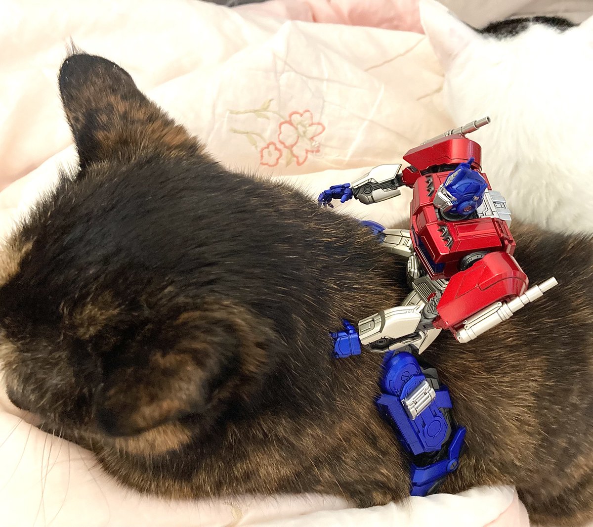 역시 쓰리제로는 기대 이상으로 가동 범위가 크다😙 덕분에 포즈 잡기가 수월함 🥰 메가트론은 예구 끝났으니 곧 입금 시작 되겠지 😋🤪😜