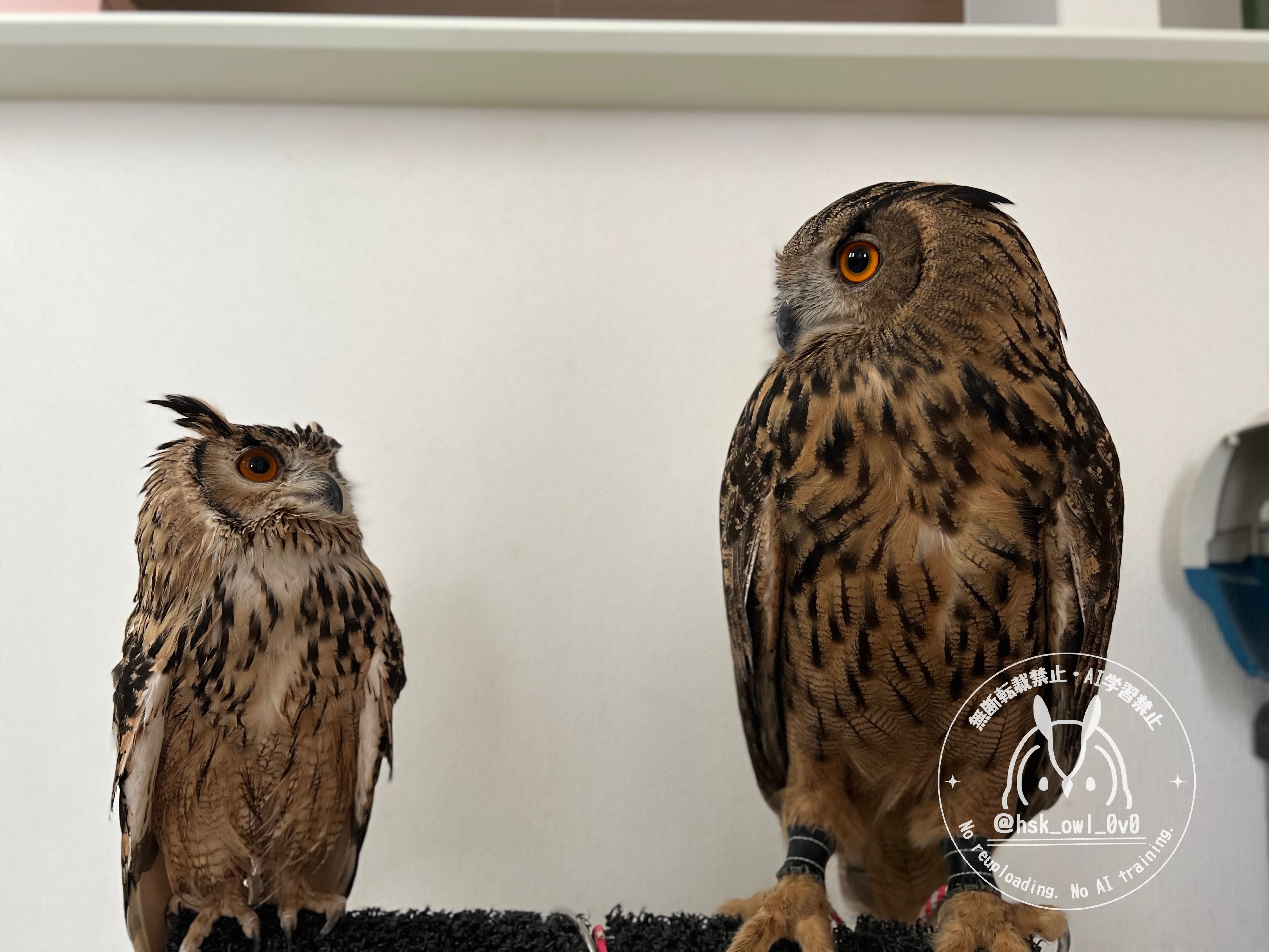 なんかよく分からないフクロウ Amazon | 鳥よけフクロウ 首振りふくろう 鳥よけグッズ 鳥よけ
