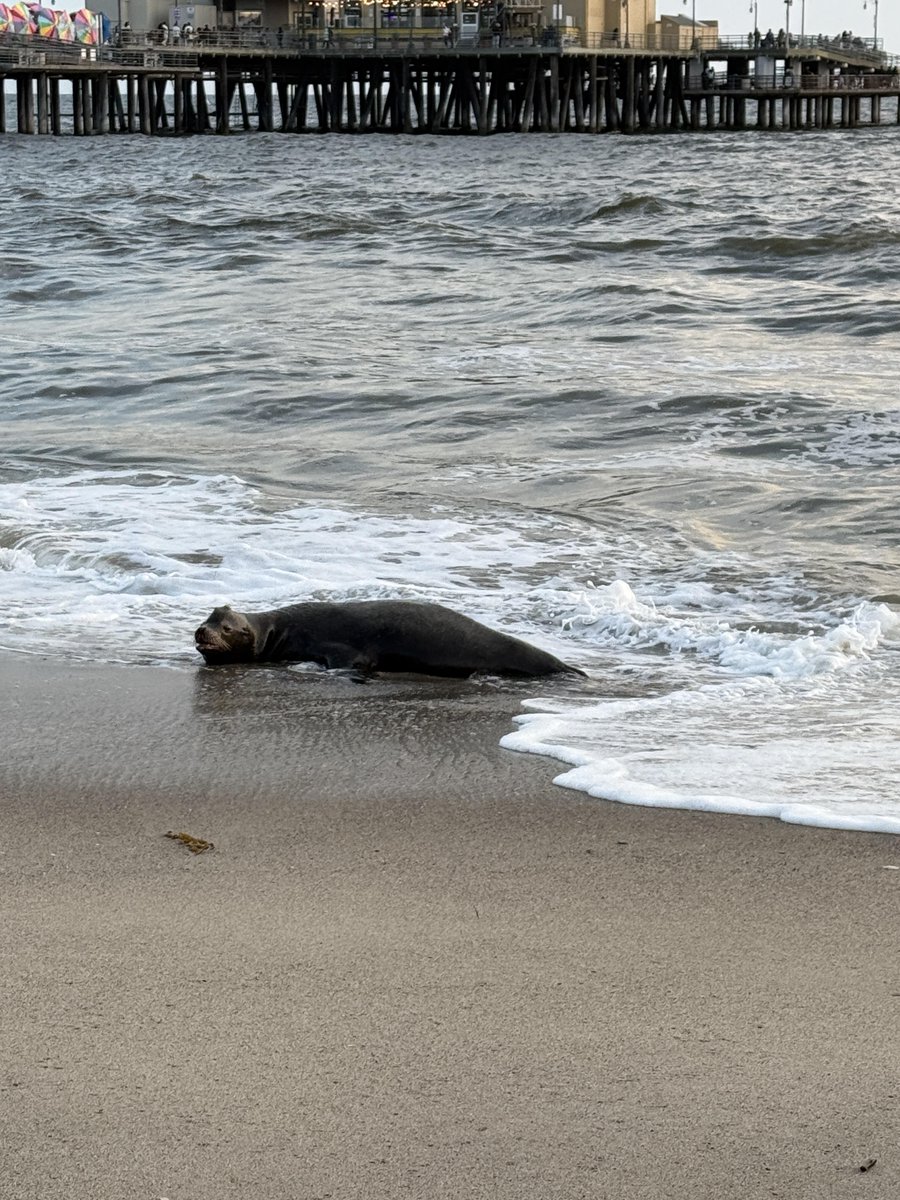 今日、アシカに偶然出会いました。とても安らかに休んでいました 🦭😊