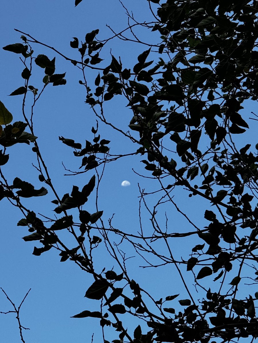 indian_pitta's tweet image. Share your moon 🌙 photographs