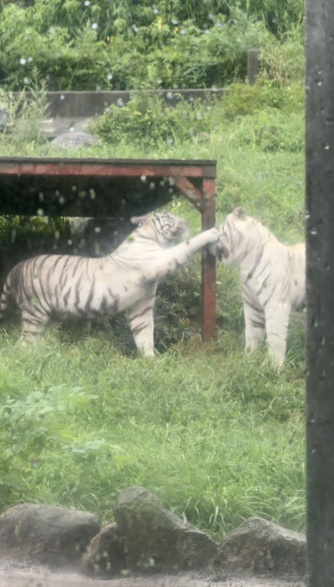 ツキシグちゅ💕からのツキちゃんシグをバシっ！！笑

雨やからボヤボヤ☔