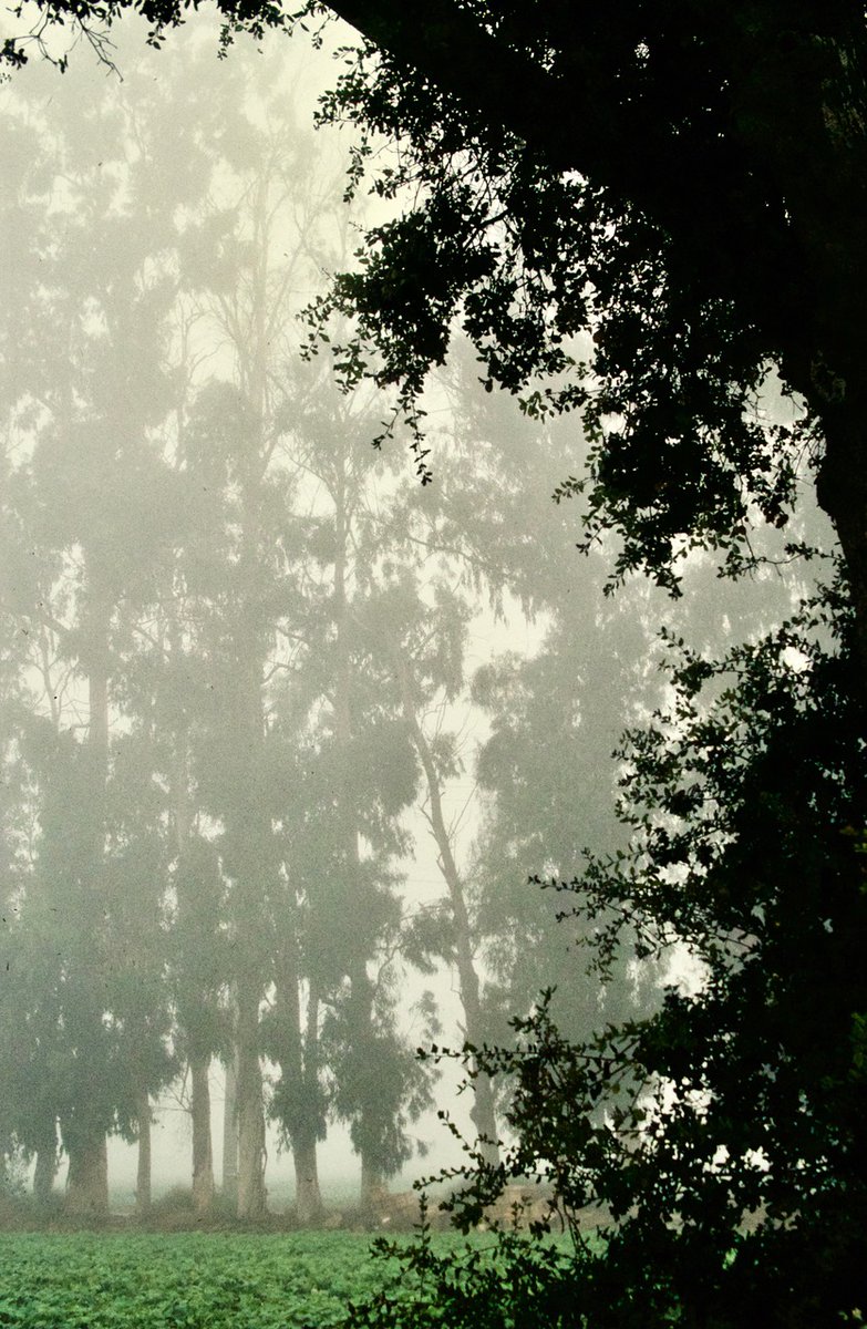 Chester L. Richards

MISTY MORNING – Eucalyptus on a California farm

#photographyeveryday #photographyart #landscapelovers #landscapephotography

Photo copyright © 2024 Chester L. Richards – All rights reserved