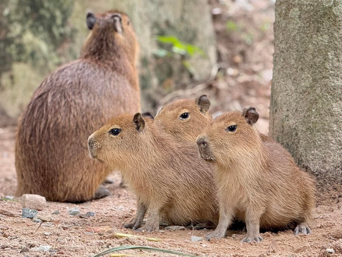 $GGK 3 baby capybaras recently born and finally named at the Khao Kheow Open Zoo in Chonburi, Thailand the same zoo $Moodeng resides

Team is extremely professional and productive on top of the already unbeatable lore