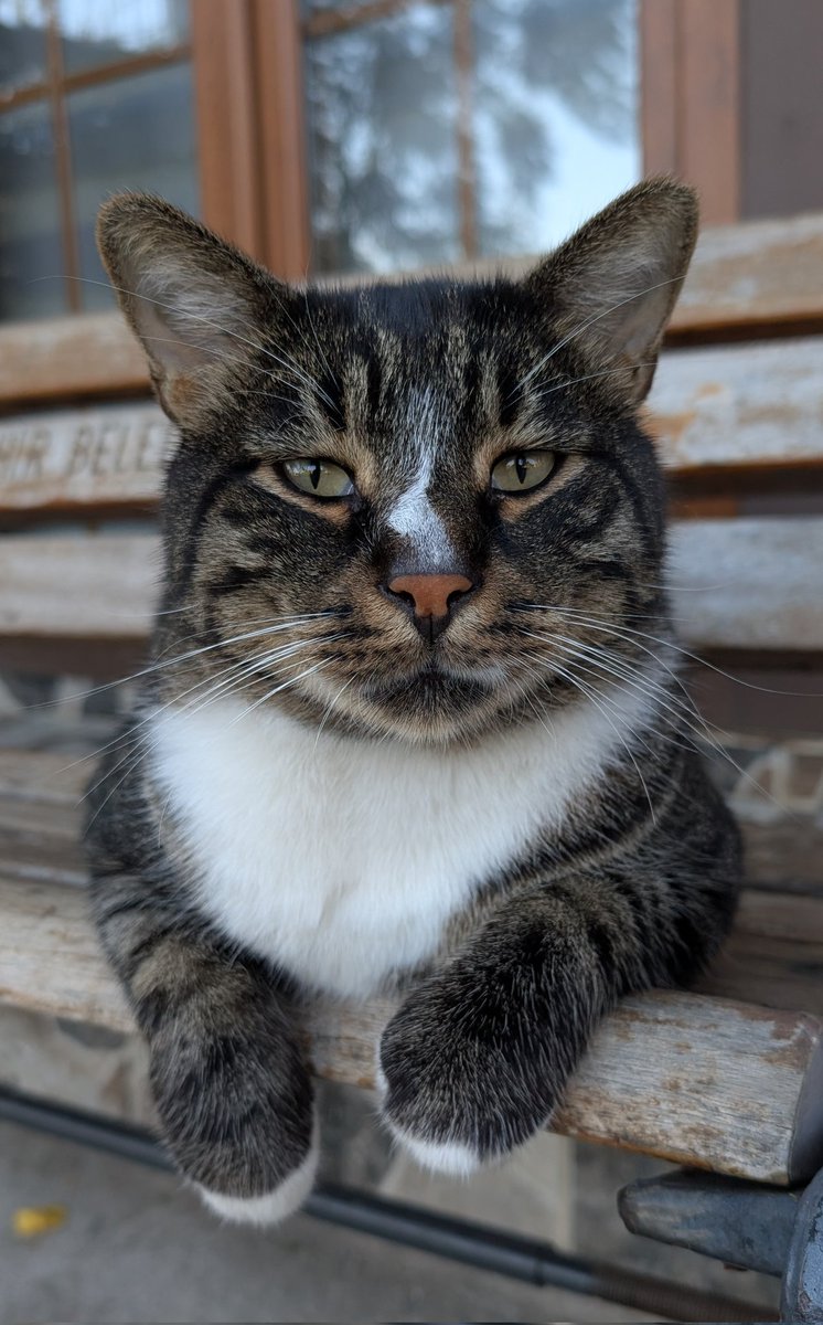 Пожарные коты смотрят с укором: Я не проверил осеннее расписание парома🥹