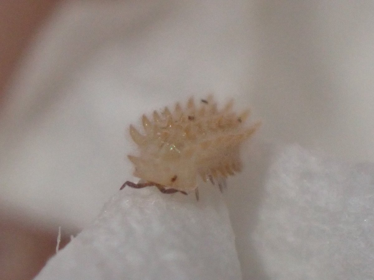 明日の東京AWAKE(<a href="/AWAKE98411039/">爬虫類のいない生き物即売会 AWAKE アウェイク</a> )は
ガチ勢におります！
あんまり見ない種類とかとか、各種1cupずつだけ特価で！
同ブースにはうち以外も沢山ワラダンもってきてるので開幕急いでうちのブースへカモン！